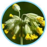 Primula Veris Extract (Cowslip)