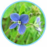 Veronica Officinalis Extract (Speedwell)