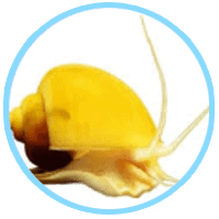 Golden Shell Mucin เมือกหอยทากทองคำ